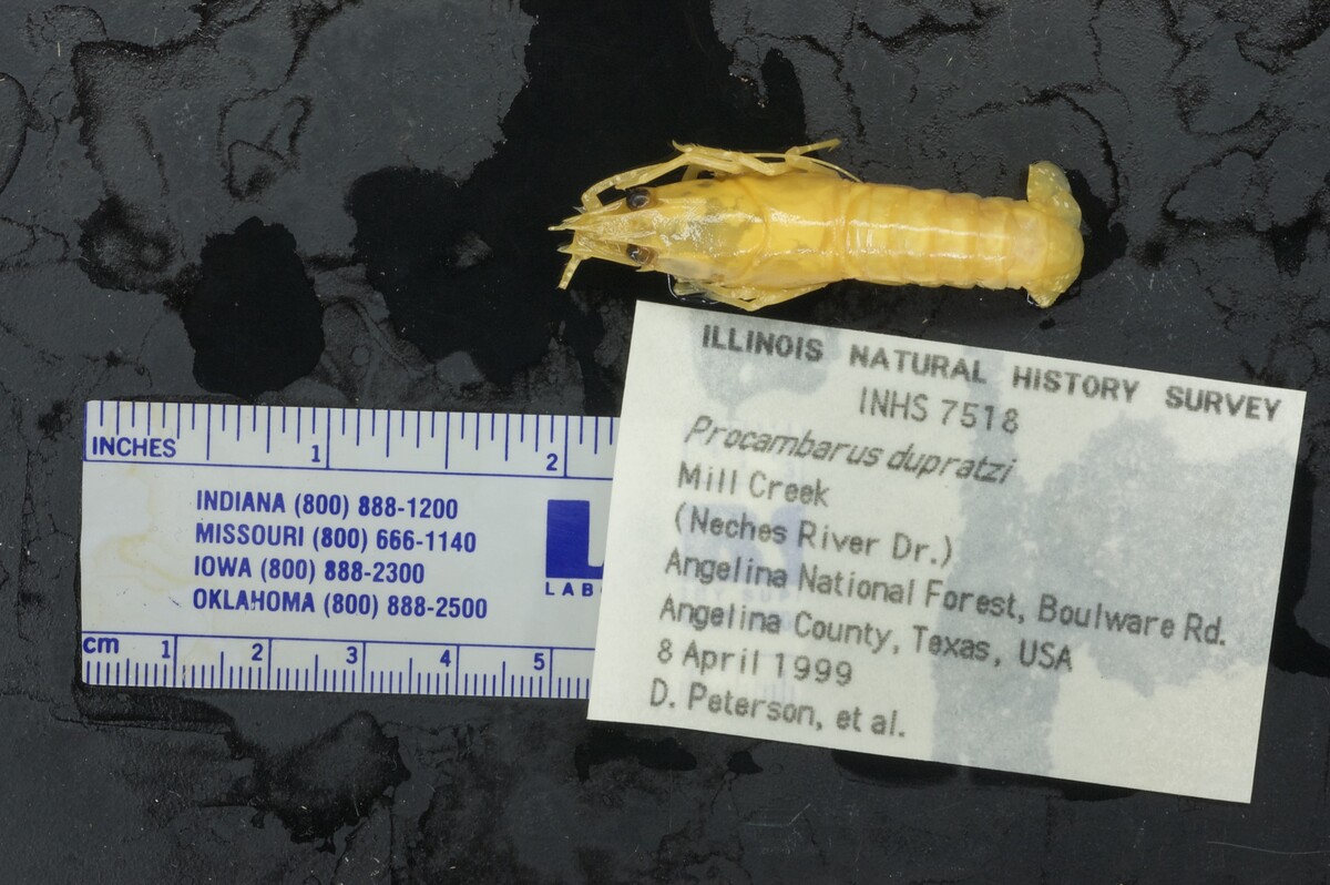 Procambarus dupratzi image